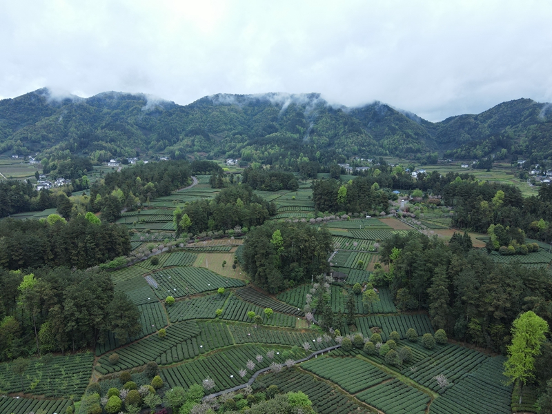 DJI_0111_副本.jpg
